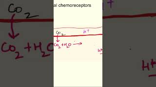 Central chemoreceptors  chemical regulation of respiration respiratory physiology mbbs [upl. by Marrilee]