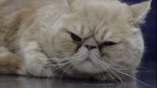 CATS – Brachycephalic cats a common syndrome in Exotic and Persian cats [upl. by Margo]