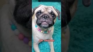 hope you have a great day 💜 dog pug cute funny pets fyp shorts [upl. by Alf]