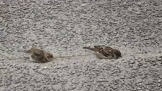 20241108 LJUBLJANA Špica PASSERIFORMES Passer domesticus DOMAČI VRABEC [upl. by Anilrats]