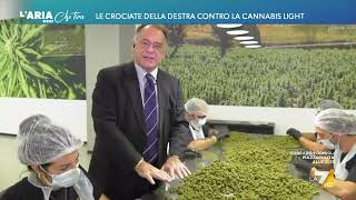 Cannabis Alessandro Cecchi Paone quotSono per la legalizzazione il mondo civile lascia [upl. by Enella44]