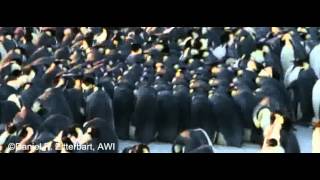 Massive Emperor Penguin Huddle Shuffle as a Wave [upl. by Heron]