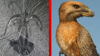 The Most Important Discoveries in Paleontology  Part 2 [upl. by Anastassia]