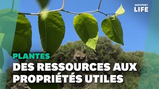 Ces plantes qui envahissent toute lEurope soffrent une seconde vie à Montpellier [upl. by Frasco]