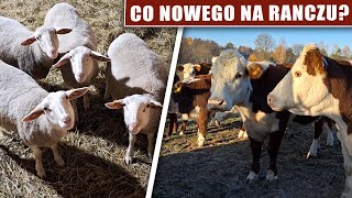 Co nowego na Ranczu [upl. by Currey722]