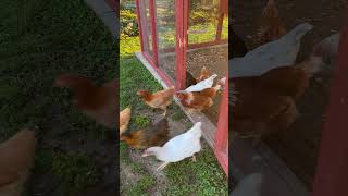 Chickens Stampede Out Of The Coop [upl. by Wack]