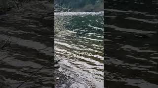 tranquil limpid waters watersounds rio tolten river villarrica chile [upl. by Allan]