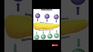 Functions of the Pancreas Hormones amp Enzymes Explained [upl. by Gentille]