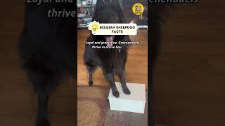 Belgian Sheepdog Groenendael Facts shorts belgiansheepdog factsvideo [upl. by Bently]