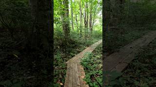 WOODLAND Boardwalk  Nature Trail POV   WILD  WOODS [upl. by Shantha]