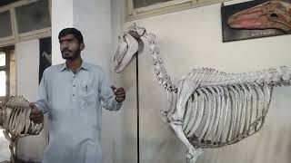 lecture  1Veterinary Anatomy course Introduction 1st semesterveterinary anatomy in hindiUrdu [upl. by Anot]