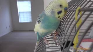 Mango the non stop talking budgie [upl. by Nahsin]