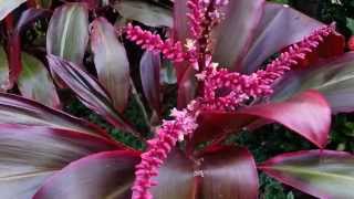 Cordyline fruticosa rubra Flowers  Palm Lily HD 05 [upl. by Atinrev]