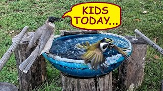 A Juvenile BlueFaced Honeyeater hassles a Noisy Friarbird at the birdbath  Australian birds [upl. by Ruddy]