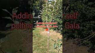 Adding a gala apple tree youtubeshorts [upl. by Tybi]