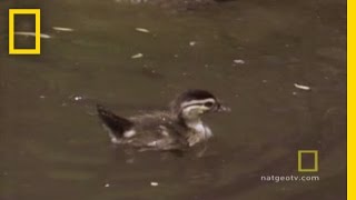 Baby Ducks First Flight  National Geographic [upl. by Ysnil]