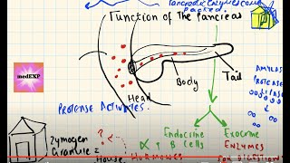 What is a zymogen Introduction to pancreatic enzymes EASY TO UNDERSTAND [upl. by Vial]