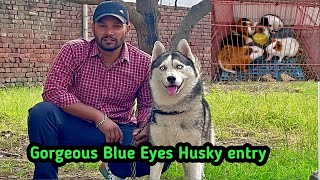 Blue eyes 👁️ Husky entry in the kennel  Different types of guinea 🇬🇳 pig  youtube dogs birds [upl. by Letti]