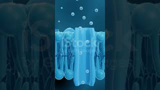 Cell membrane  Ion channels [upl. by Redmond]