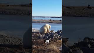 Polar bear petting a dog 🐕 © David de Meulles VIA storyful [upl. by Nivat]