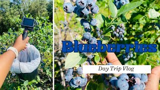 Fresh amp Juicy Blueberry Picking at Green Acres Farm Florida  2024 [upl. by Eimmac]