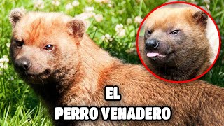 el PERRO VENADERO es un ráro cánido MUY INTELIGENTE Speothos venaticus 😯🐶 [upl. by Ingunna]