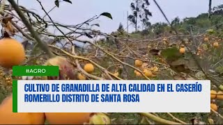 Agro  Cultivo de granadilla de alta calidad en el caserío Romerillo distrito de Santa Rosa [upl. by Curhan]