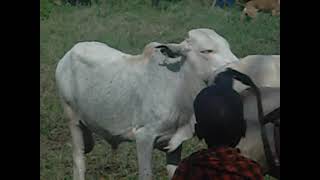 cattle spraying in karamoja [upl. by Vicky]