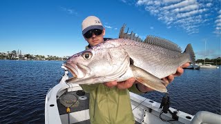 The Rivers Full Of Jewfish  Lure Fishing Noosa River [upl. by Earesed]