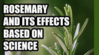 ROSEMARY Salvia rosmarinus a powerful plant  Benefits and contraindications [upl. by Ergener511]