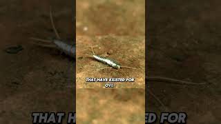 🐜 Silverfish ancient survivors with serious staying powerviralvideo trending trendingshorts [upl. by Anyt]