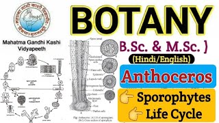 Sporophyte of AnthocerosAnthoceros SporophyteLife Cycle of AnthocerosBSc 1 year Botany Bryophyta [upl. by Haland]