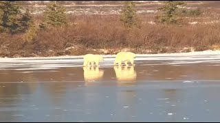 Mom and baby polar bears on ice at Polar Bear Tundra Buggy  Polar Bears International  exploreorg [upl. by Paz]