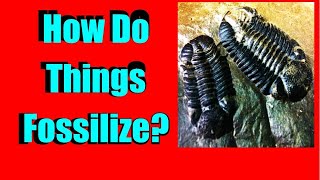 Fossils  How Do Fossils Form  The process of fossilization  how does something fossilize fossil [upl. by Morie]