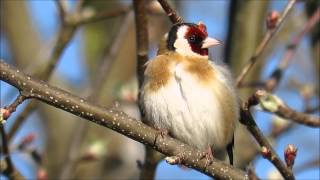 Distelfink Carduelis carduelis  Stieglitz  European Goldfinch [upl. by Vez998]