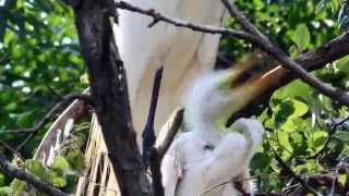 Great Egret Nest and Feeding Behavior Dallas Texas [upl. by Htebazil135]