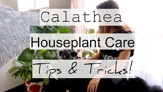 How to Care For Calathea Houseplants  Prayer Maranta Indoor Plant Care [upl. by Grubman]