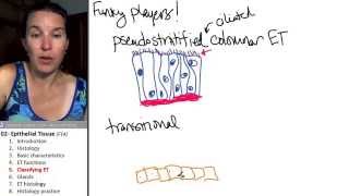 Epithelial tissue 5 Classifiying ET [upl. by Raquela]