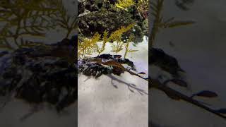 Sea dragonsyngnathidae singapore fun youtubeshorts funnyshortsvideo funnymoments fishvideo [upl. by Roselani215]