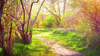 Relaxing Music and Forest Nature Sounds Birds Chirping Beautiful Piano Sleep Music Stress Relief [upl. by Eillod]