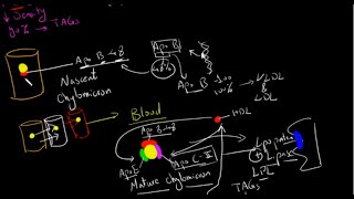 Chylomicrons بالعربى [upl. by Azne]