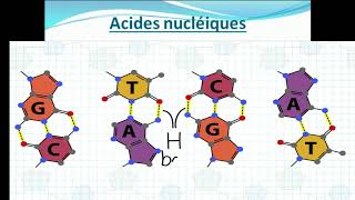 introduction au cours de biochimie structurale [upl. by Alyss694]