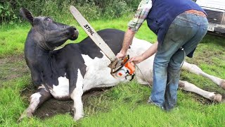 Ultimate Farm Life Adventure with STIHL Chainsaw Tree Cutting Milking and Cows Feeding [upl. by Adnaugal6]