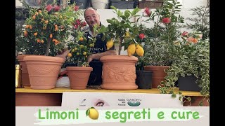 Come rinvasare il LIMONE [upl. by Sprague554]