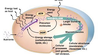 Microbiology of Microbial Metabolism [upl. by Jesse275]