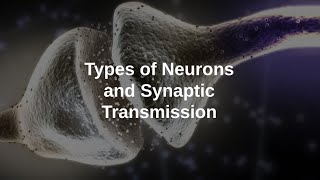 Types of Neurons and Synaptic Transmission [upl. by Yruj]