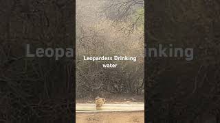 Leopardess drinking Water [upl. by Annailuj]