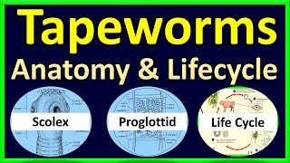 Tapeworms  Scolex Proglottids Complete Anatomy  Life Cycle [upl. by Yves]