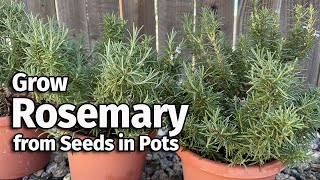 How to Grow Rosemary from Seed in Pots🌿  Easy Planting Guide [upl. by Eselrahc]