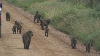 Baboons  Serengeti National Park Africa [upl. by Zollie]